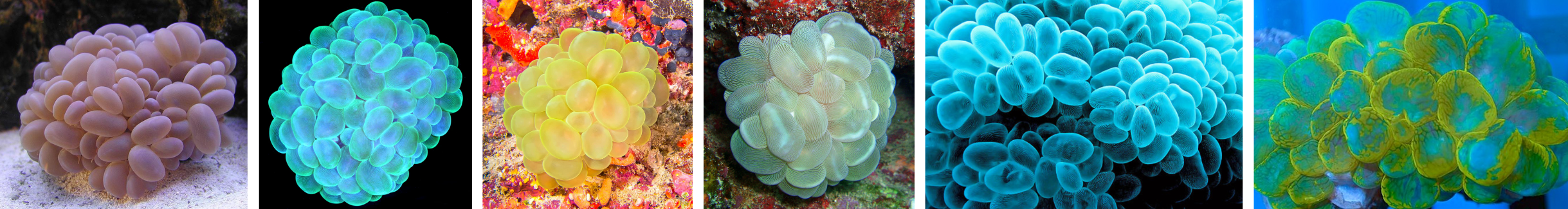 Image of Bubble Corals